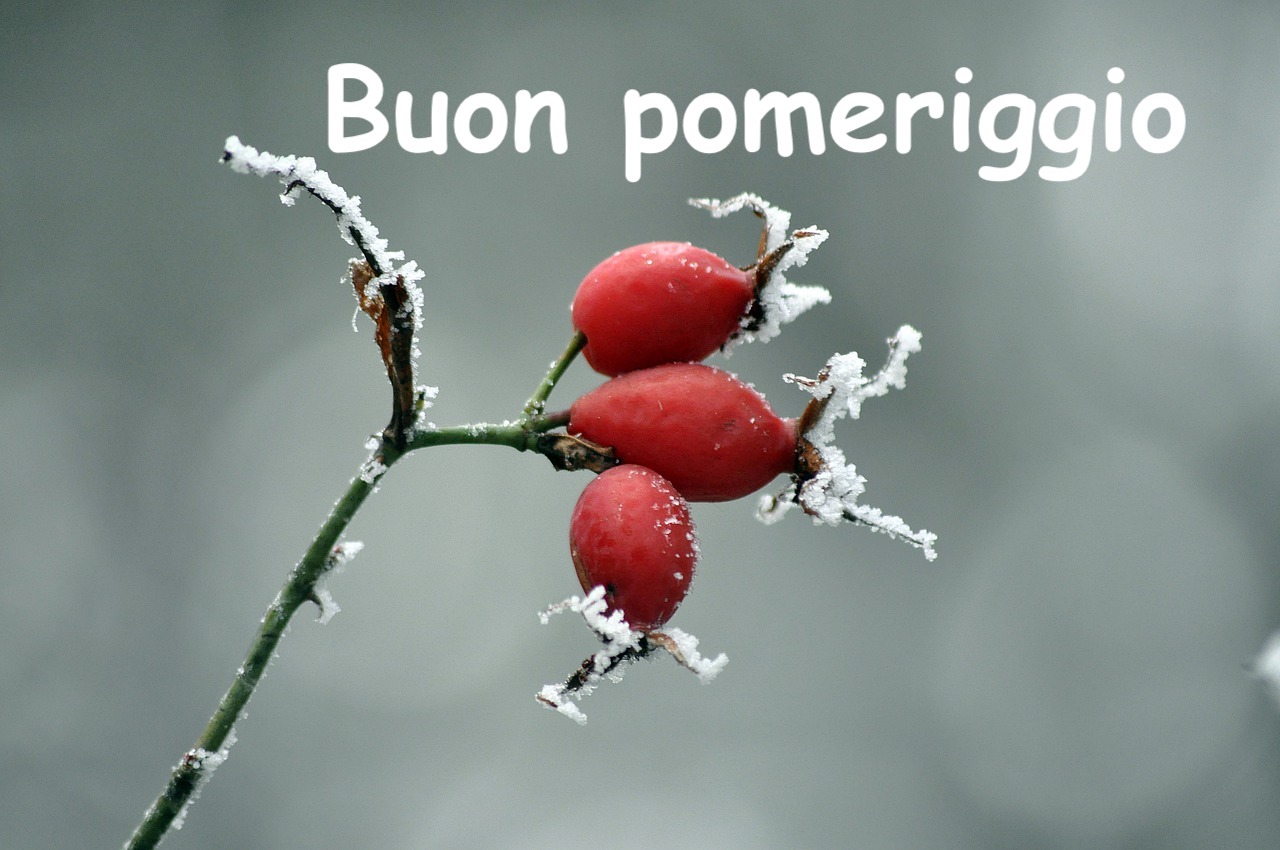  un ramo di rosa canina con tre frutti ghiacciati in pieno inverno  